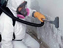 Best Mold Odor Removal Services in Bellingham, WA